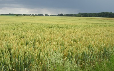 R21 : La biodiversité des champs, par F. Papy et I. Goldringer