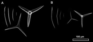 Figure 5. Image Microscope Electronique à Balayage (MEB) des spicules de deux spécimens du genre Plakinastrella. Types de spicules (gauche à droite) : diods, triods, calthropes. A. 141212 SM6CR04. B. 141209 SM1CR02.