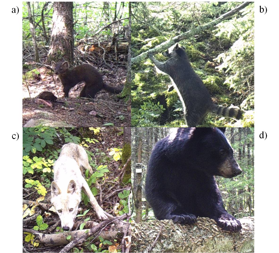 Figure 2. Photos de quatre espèces prédatrices présentent sur l'aire d'étude : a) Martre d'Amérique (Martes americana), b) Raton-laveur commun (Procyon lotor), c) Loup de l'Est (Canis lycaon) et d) l'Ours noir (Ursus americanus).