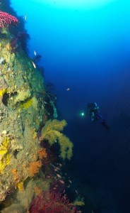 Tombant de coralligène à Villefranche-sur-mer © Laurent Ballesta