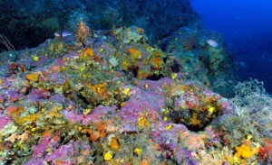 Figure 3 : Algues corallines constructrices de récifs coralligènes © Florian Holon