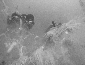 Plongeur au droit du rejet d’eaux usées de Cap Sicié, 1988. Le premier plan montre un tapis d’algues filamenteuses soulevées par le plongeur pour prélever le sédiment marin du fond. © Institut Océanographique Ricard