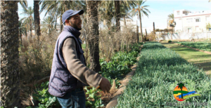 Agriculture bio en Tunisie. (c) Association de Sauvegarde de l'Oasis de Chenini - ASOC