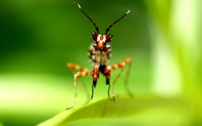 Appel pour le climat et la biodiversité des Sociétés Savantes, lancé par la SFE²