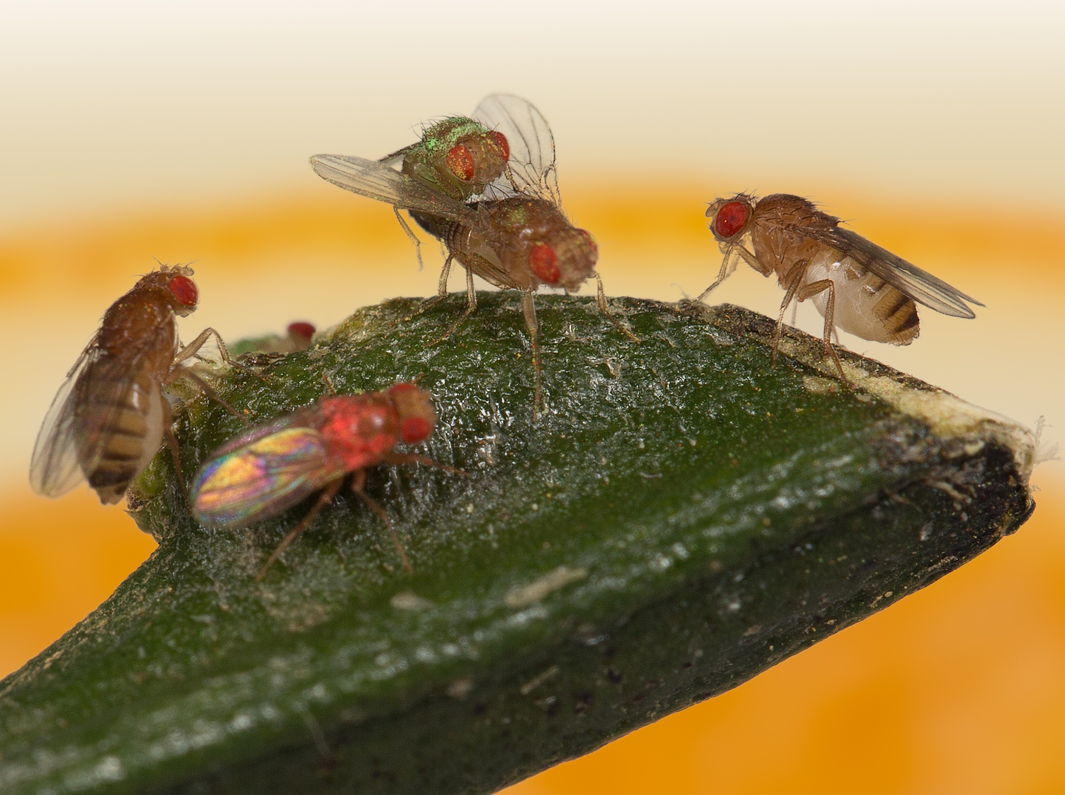 Tueur de mouches des fruits, attractif de drosophile, contrôle des