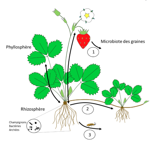 Figure 1 : Plante individuelle et ses microorganismes. Les microorganismes colonisent tous les compartiments de la plante (racine, feuille, tige, fruit). La rhizosphère correspond aux microorganismes associés à la surface extérieure de la racine, tandis que la phyllosphère correspond à ceux associés à la surface extérieure de la feuille. Au sein de chaque organe de la plante, des microorganismes sont aussi présents à l’intérieur des tissus (endosphère). Les flèches noires indiquent les transferts de microorganismes entre compartiments de la plante. Les microorganismes peuvent disperser d’une plante à une autre via les graines (1), par contacts entre racines ou croissance clonale (2), via des vecteurs externes (vent, eau, animaux) (3).