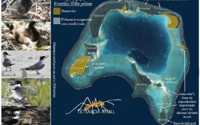 [Bourse B&W 2022] Synthèse – Fourmis folles jaunes sur l’atoll de Tetiaroa