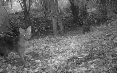 Bourse Terrain 2023 : Mellina Sidous