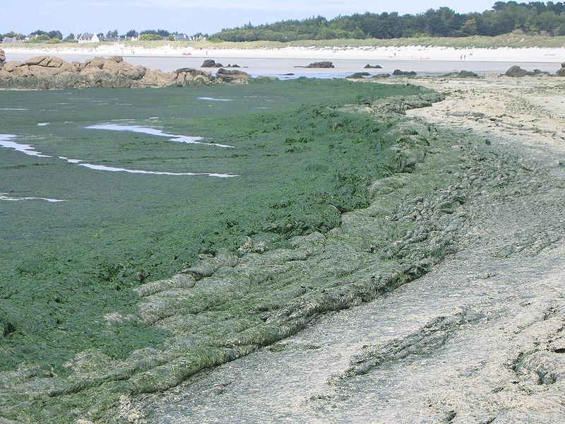Prolifération d’algues vertes (ulva armoricana) sur la côte Finistère, 2009 © Thesupermat/ wikicommons