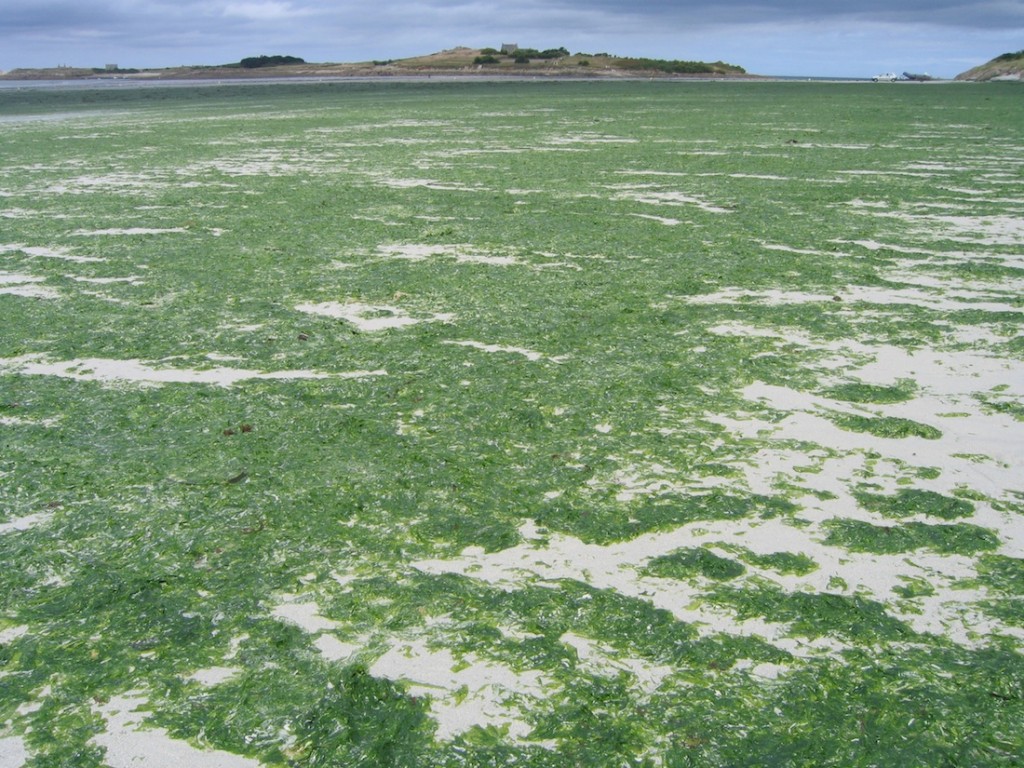Marée verte (prolifération d’ulves) sur le littoral du Finistère   © wikicommons