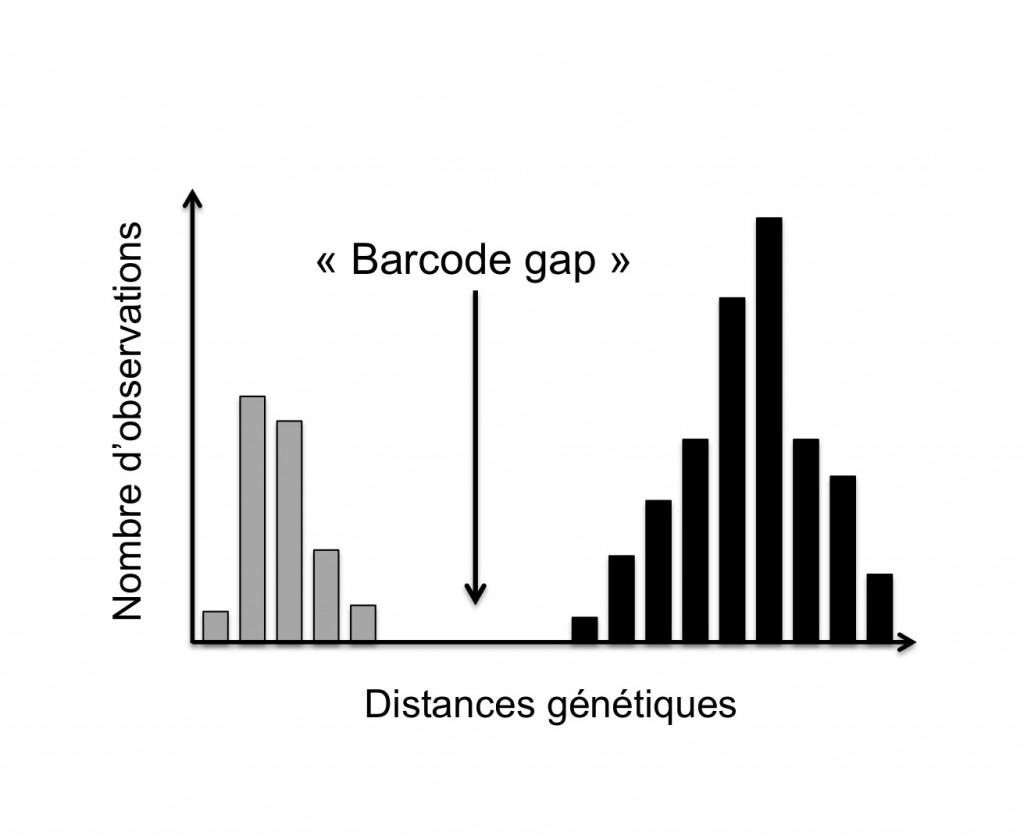 Figure 1. Illustration du « barcode gap »: distribution théorique (diagramme de fréquences) des distances génétiques à l’intérieur des espèces (i.e. intra-spécifiques, barres grises) et entre espèces (i.e. inter-spécifiques, barres noires) au sein d’une population d’individus composée de deux espèces proches (d’après Decaëns et al., 2013).