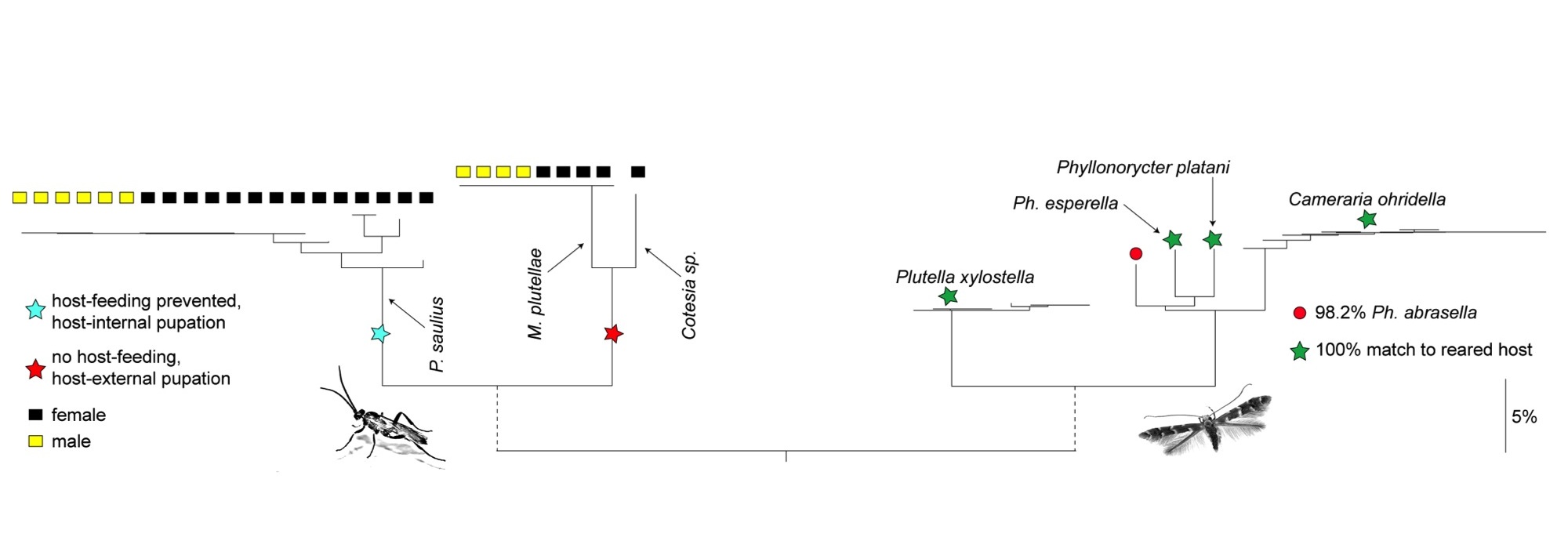 Figure 6.  Utilisation des codes-barres ADN pour reconstruire des réseaux trophiques. Cet arbre de distances génétiques est construit à partir de codes-barres ADN obtenues à partir d’ADN extrait des abdomens de guêpes parasitoides. En utilisant des amorces dont l’amplification est sélective, les auteurs ont pu obtenir d’une part les codes-barres des guêpes (partie gauche de l’arbre) et d’autre part ceux des papillons utilisés comme hôtes par les larves de ces guêpes (partie droite). (Figure d’après Rougerie et al., 2010).