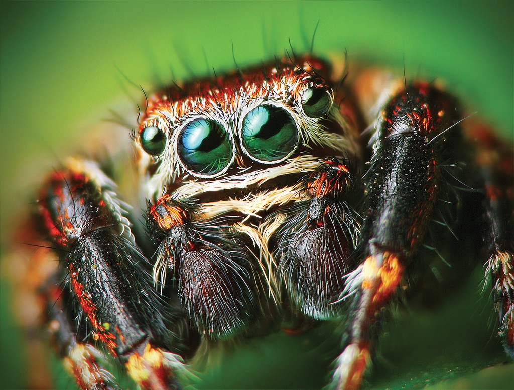 Vue frontale d'une araignée sauteuse Evarcha arcuata (© L. Jonaitis/Wikipedia commons)