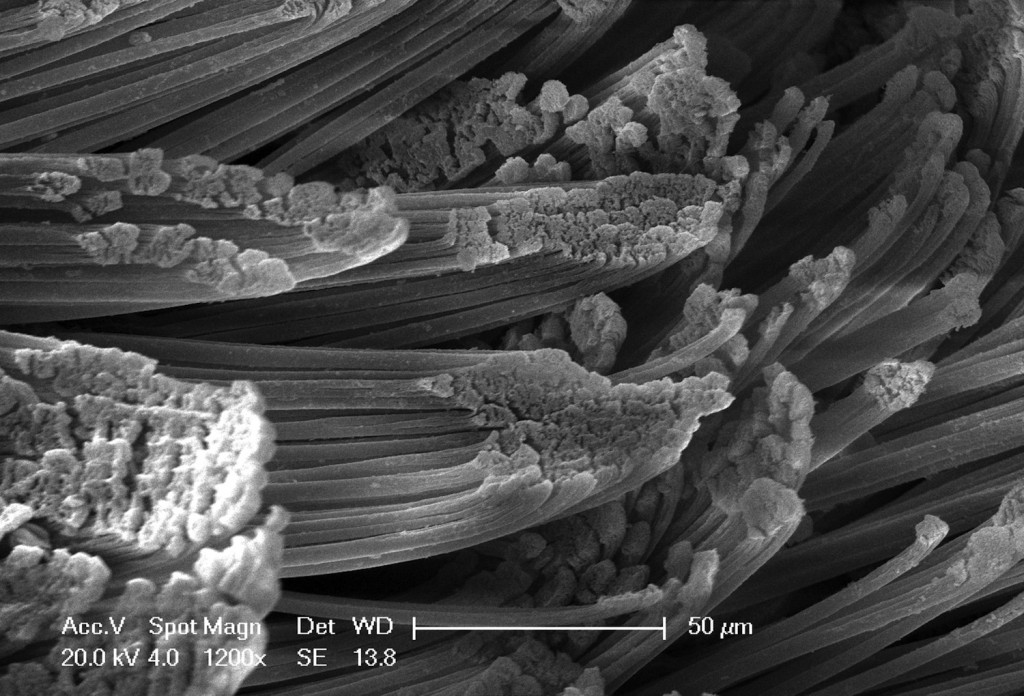 Détail des soies spatulées à leur extrémité en microscopie électronique à balayage (photo A. Thiéry).