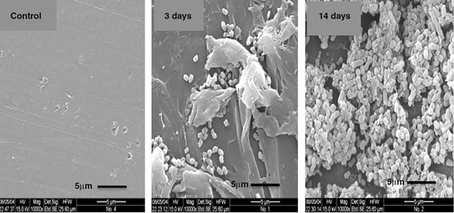 Figure 2 : Biofilm formé par Rhodococcus ruber C208 sur la surface de polyéthylène UV photo-oxydée, observé au microscope électronique à balayage. Initiation de la biodégradation détectée dans les 3 jours. Contrôle : Surface non inoculée (selon Sivan et al. 2011).