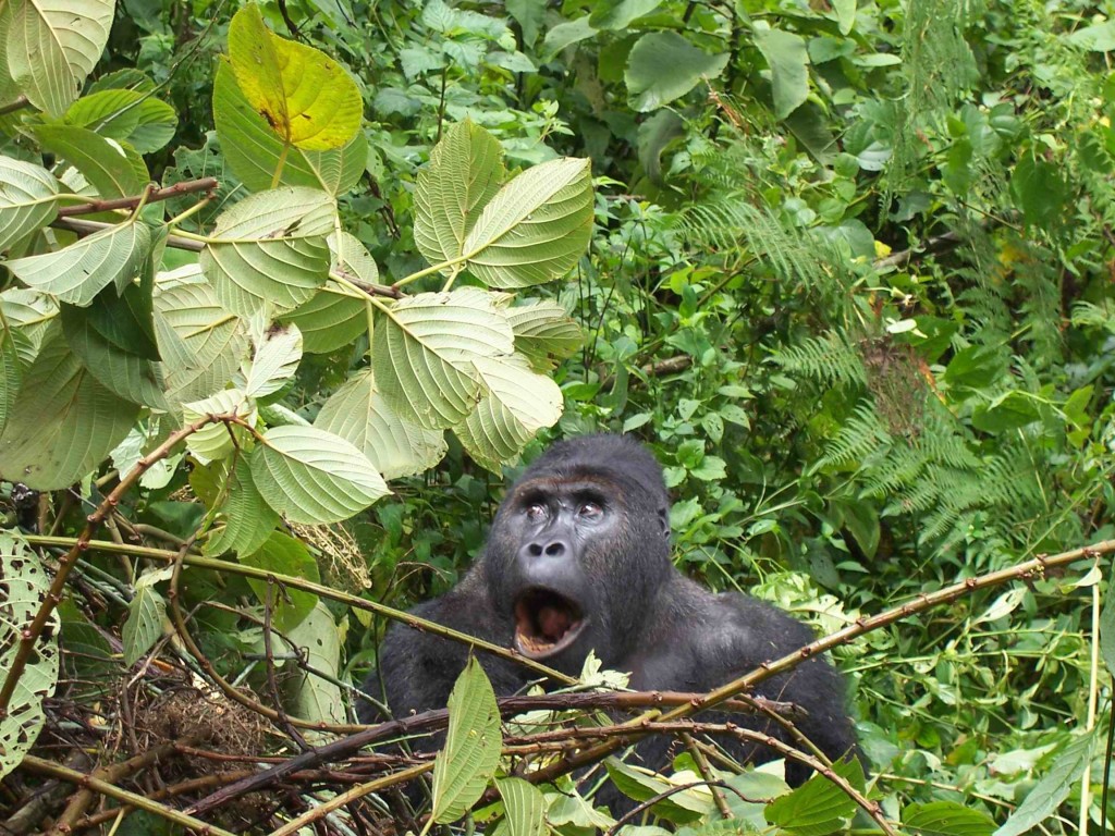 Gorille, Kivu, RDC  (c) Sofia Bouderbala 