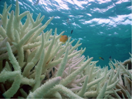 Récif corallien mort et quasi déserté