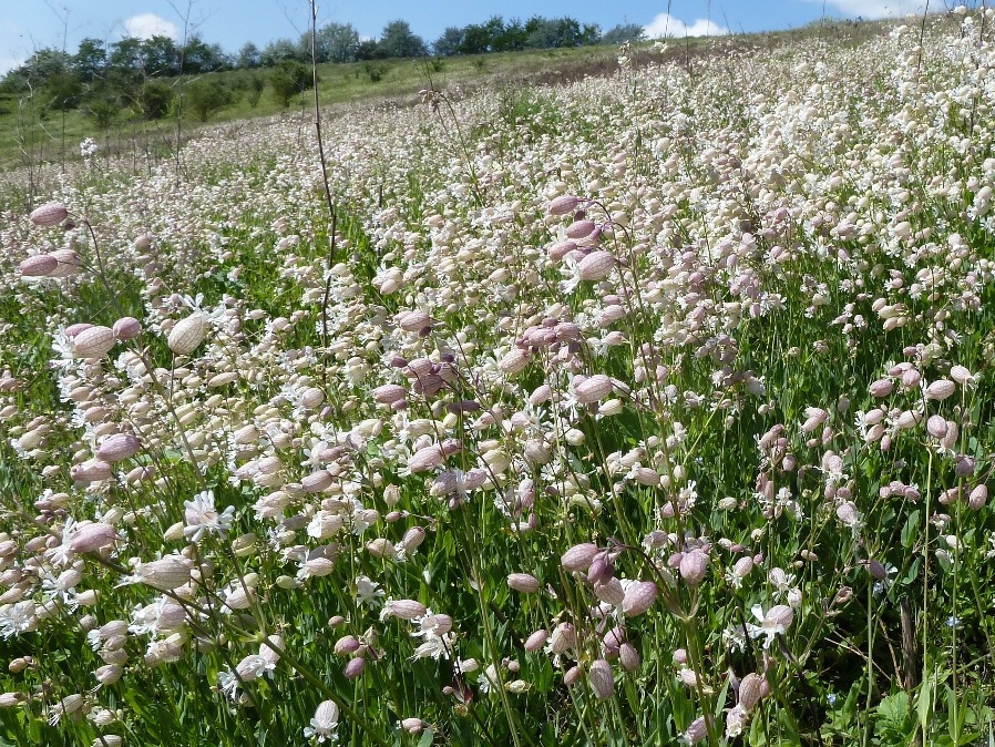 jpg Prairie de silènes humbles ((Silene vulgaris var. humilis) en fleurs,  © G. Lemoine